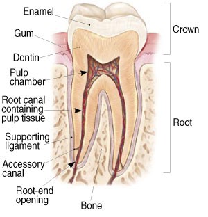 Diagram of a tooth with labeled parts
